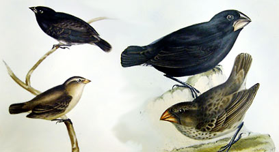 Audubon finches
