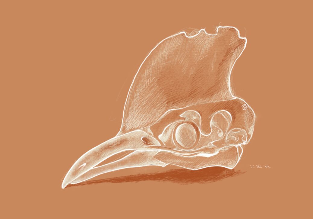 A crosshatched study of a cassowary skull, light on dark background. Bird heads are already weird to me because of their beaks and optical bones, both of which we lack. The big bone crest is really over the top.